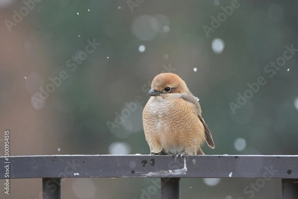 Obraz 冬の雪の中のモズ（百舌鳥）