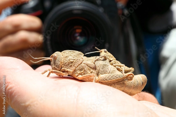 Fototapeta Grasshopper, Ocneropsis bethlehemita (Orthoptera: Pamphagidae) mating on a man's hand on a photo camera lens background