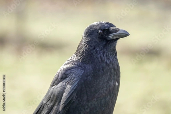 Obraz A Carrion Crow (Corvus corone)