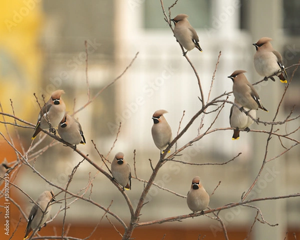 Fototapeta Group or flock of bohemian waxwing birds that breeds in the coniferous forests with gray plumage, black face and with crest sitting on tree branch or bush twig outdoors in th city during migration