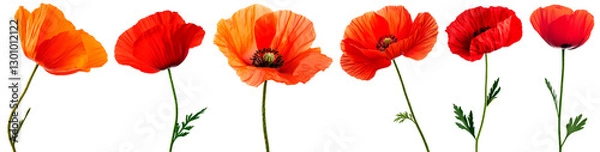 Fototapeta A collection of six vibrant red and orange poppy flowers isolated on a transparent background. Each flower showcases intricate details, delicate petals, and realistic textures
