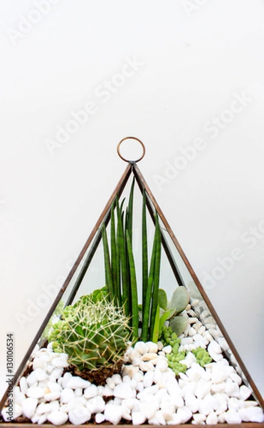 Obraz Terrarium with desertic plants