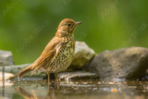 Obraz Song Thrush