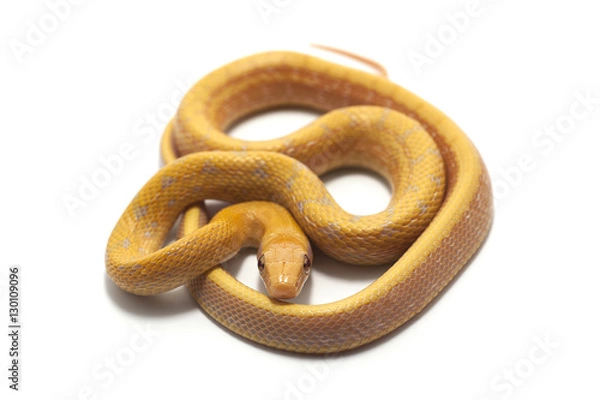 Obraz snake isolated on white backgrounde