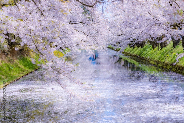 Fototapeta 美しい弘前の桜
