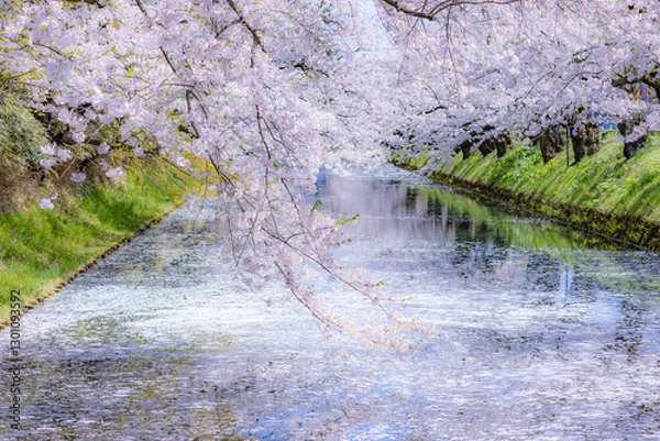 Fototapeta 美しい弘前の桜
