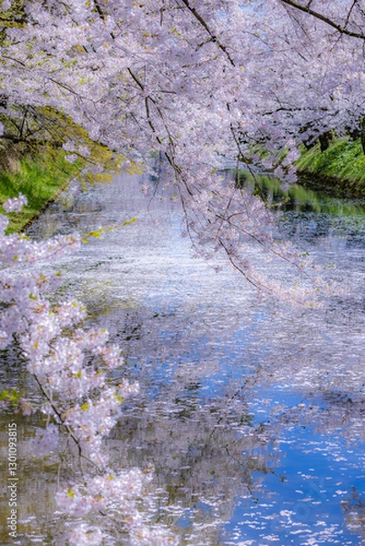 Fototapeta 美しい弘前の桜
