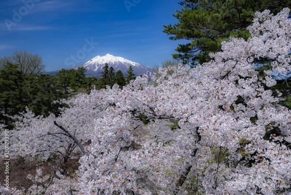 Fototapeta 美しい弘前の桜
