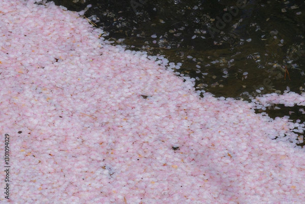 Fototapeta 美しい弘前の桜
