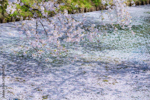 Fototapeta 美しい弘前の桜
