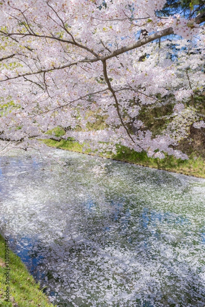 Fototapeta 美しい弘前の桜
