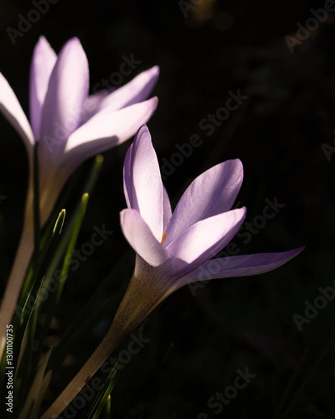 Fototapeta Crocus carpetanus