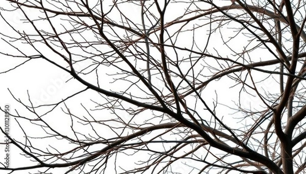 Fototapeta Bare, intertwined branches against a pure white backdrop, minimalist, knotty