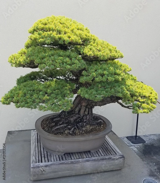 Fototapeta Bonsai and Penjing landscape with miniature evergreen tree in a tray