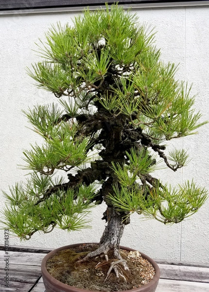Fototapeta Bonsai and Penjing landscape with miniature pine tree in a tray
