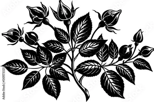 Obraz Rose hip plant with detailed rosebuds, leaves, and thorns, drawn in an engraved, botanical style sketch engraving vector