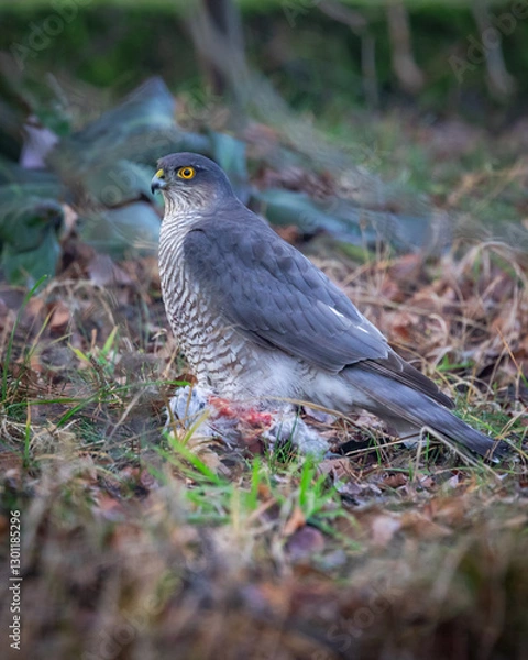 Obraz Krogulec Accipiter nisus