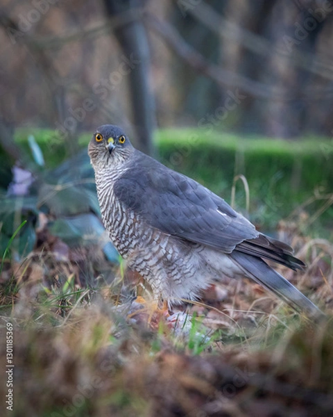 Obraz Krogulec Accipiter nisus