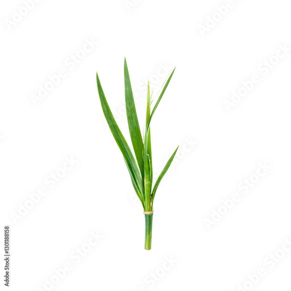 Fototapeta Vibrant green bamboo leaf isolated on white exuding natural elegance with its slender form and pointed tip