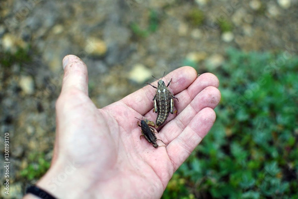 Obraz Grasshoppers beetles sit caught in a person's hand
