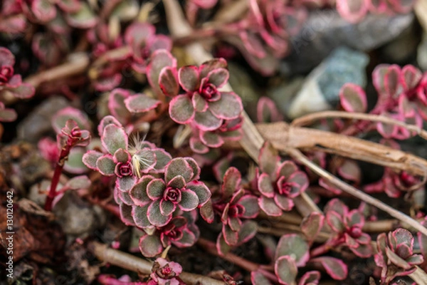 Obraz Sedum spurium stonecrop dark red, two coloured