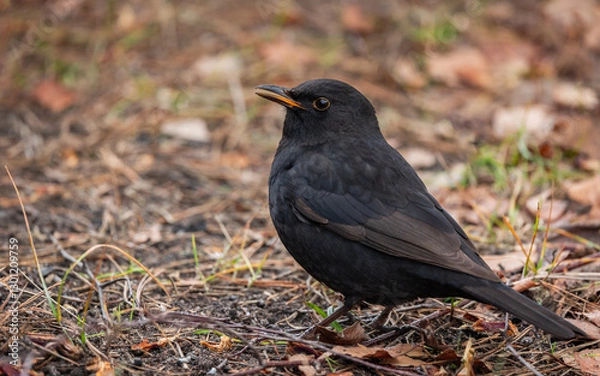 Obraz Kos Turdus merula