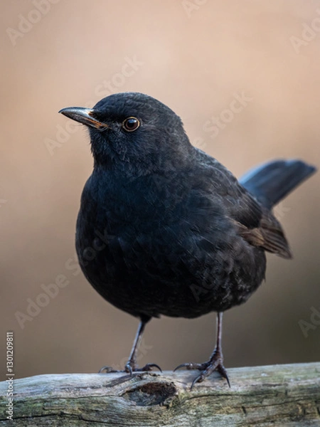 Obraz Kos Turdus merula