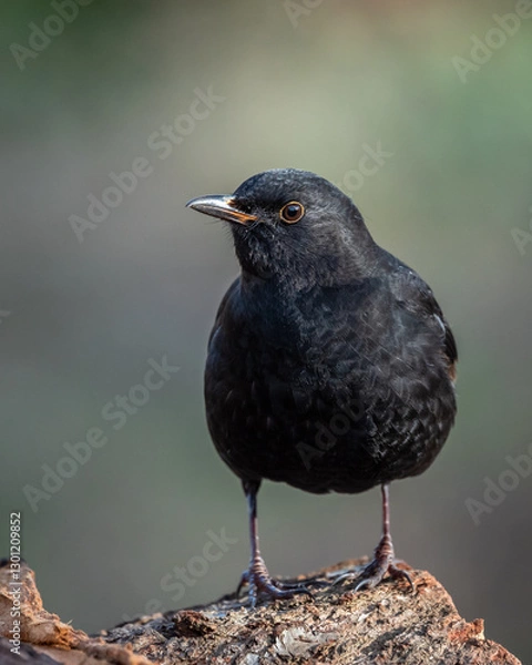 Obraz Kos Turdus merula