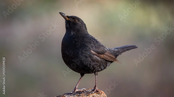 Obraz Kos Turdus merula
