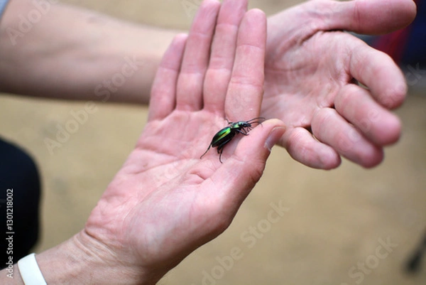 Fototapeta A green beetle crawls up the palm of my hand