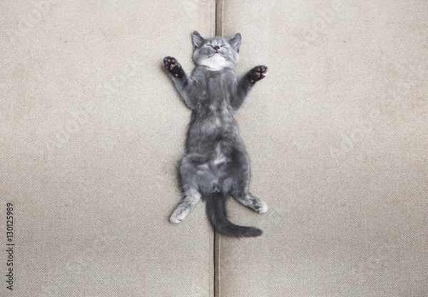 Fototapeta sleeping grey kitten