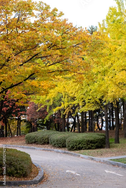 Fototapeta View of Yeouido Park, walkway with colorful leaves tree, autumn foliage. It is a park in Yeongdeungpo District, Seoul, South Korea.