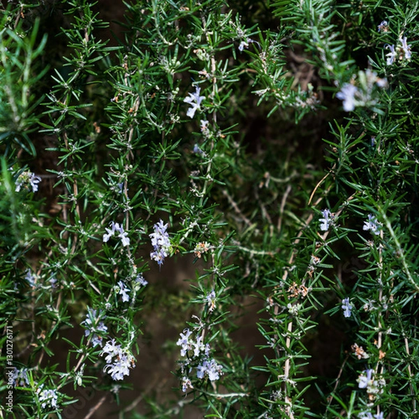 Obraz Tropical Garden