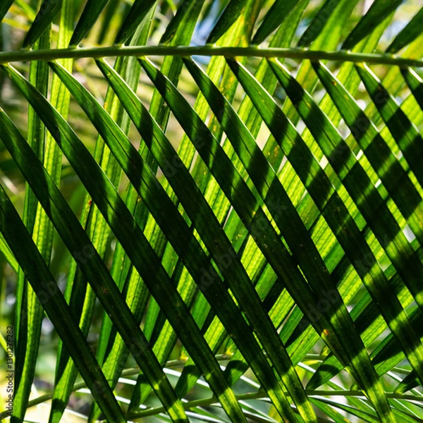 Obraz Tropical Garden