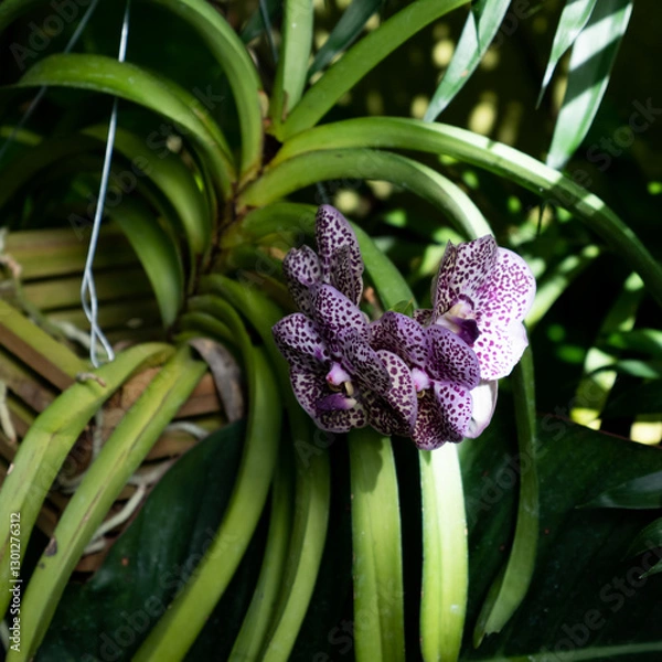 Obraz Tropical Garden