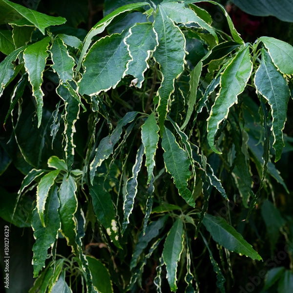 Obraz Tropical Garden