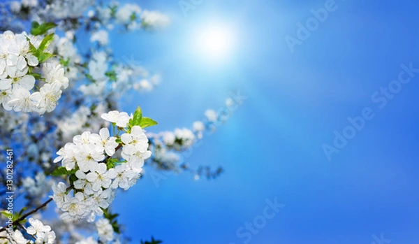 Obraz Apricot flowers against the sky. Spring background.