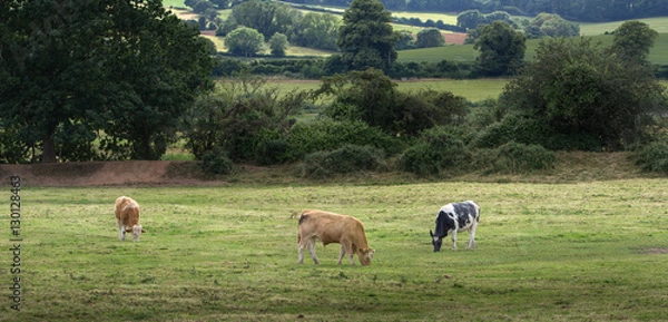 Fototapeta Three cows grazing on a meadow. Devon. England