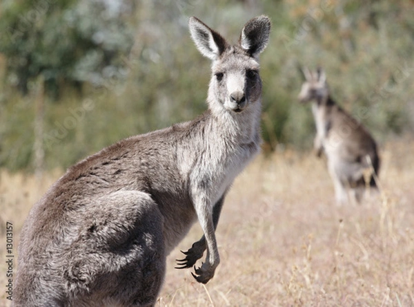 Obraz Australian Grey Kangaroo