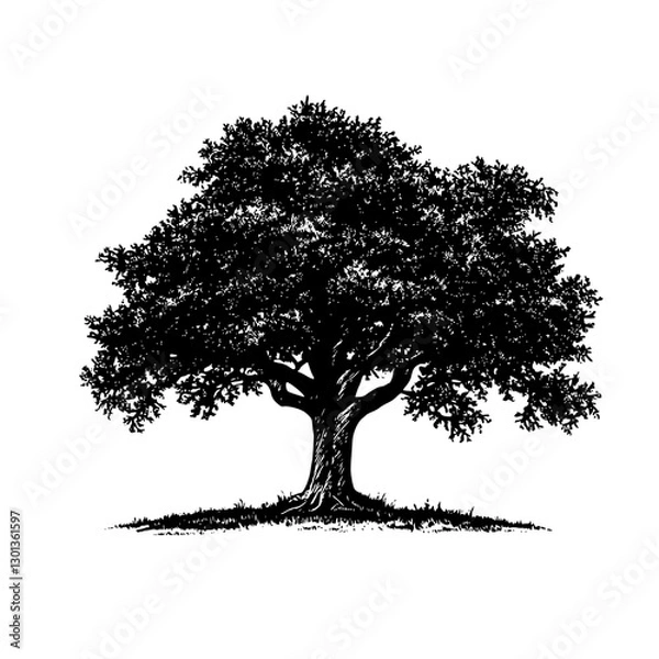 Fototapeta Vector engraved illustration of a large oak tree designed for product applications and decorative art