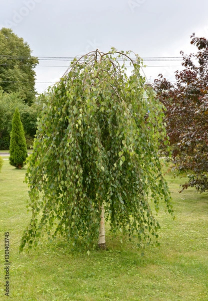 Obraz Jung's birch (Betula pendula 'Youngii') in the park