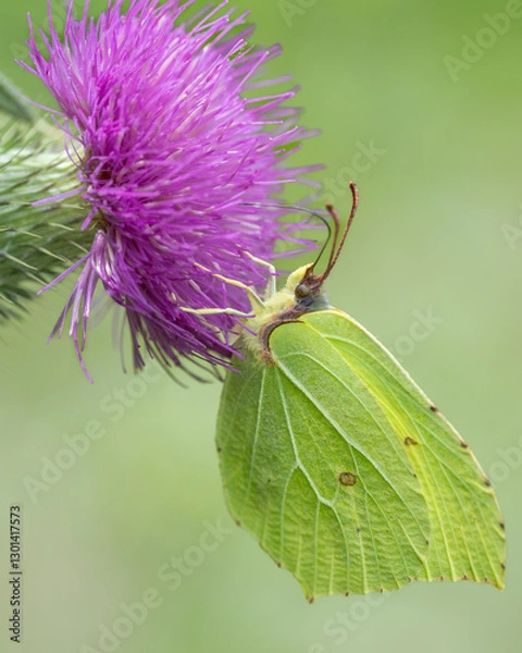 Obraz Latolistek cytrynek Gonepteryx rhamni
