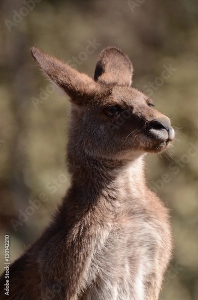 Obraz オオカンガルー