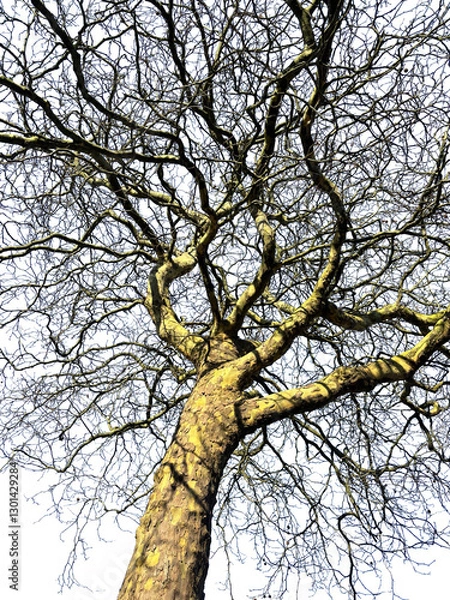 Obraz Silhouette of a natural beech tree. Beech tree on transparent background