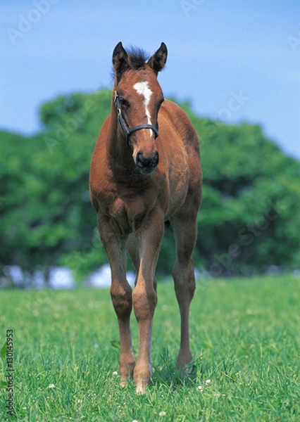 Fototapeta Thoroughbred