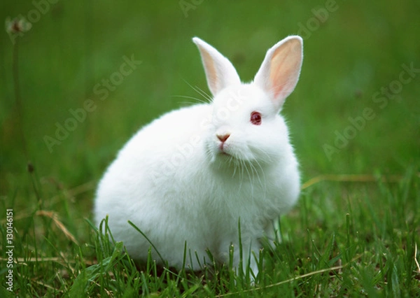 Obraz Rabbit