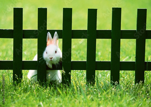 Obraz Rabbit