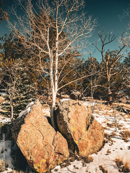 Fototapeta Young tree broke a huge stone and continues to grow from the rock. Birch grew through the stone in the mountain forest