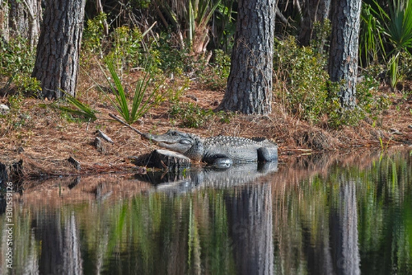 Fototapeta Alligator basking in the sun by a freshwater marsh.