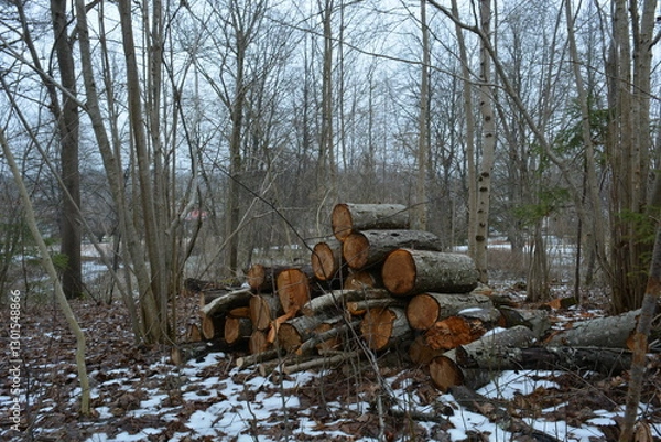 Fototapeta Aspen logs in a spring forest in a pile. Textured logs with bark outdoors.